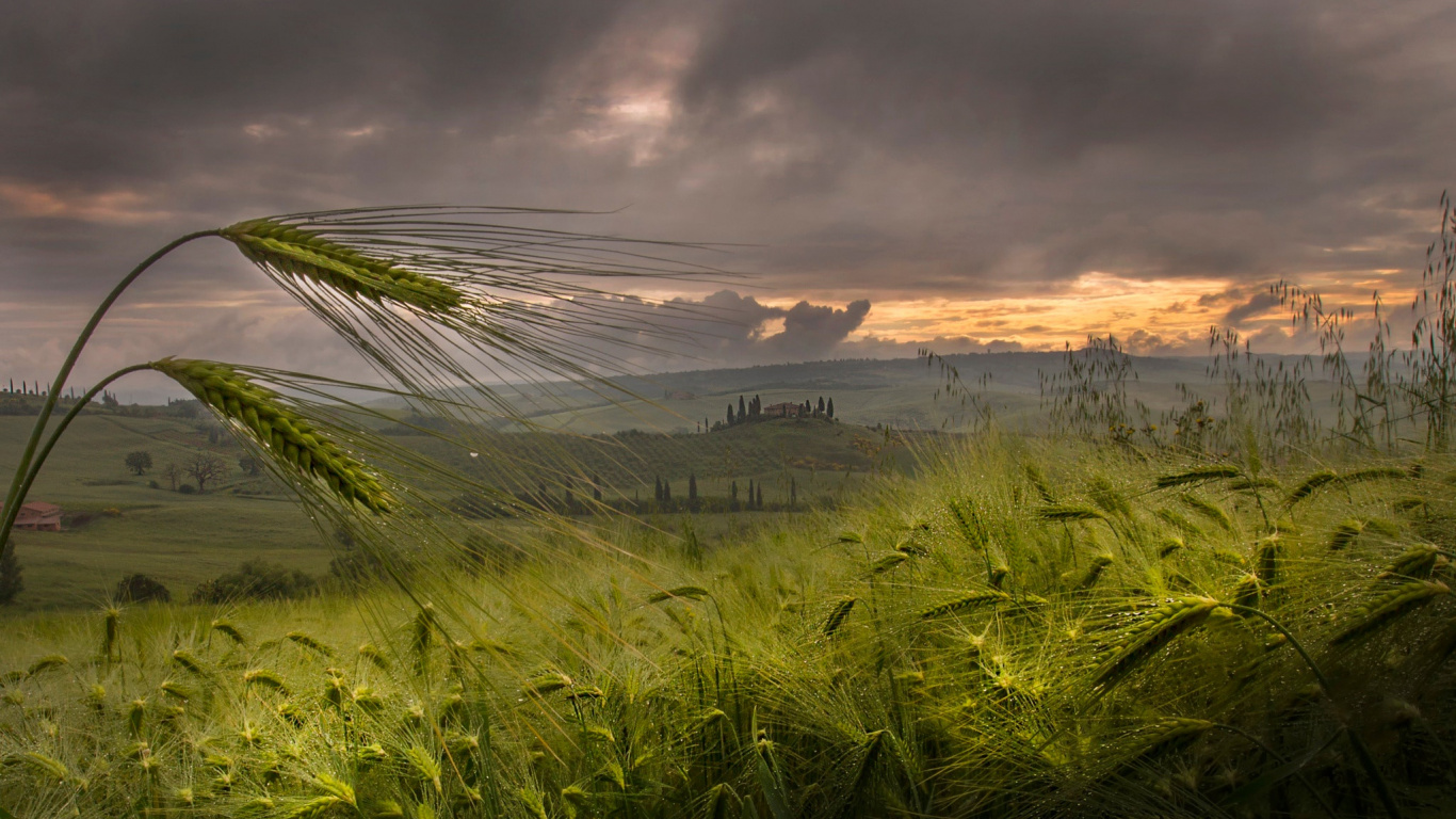 Campo de Hierba Verde Durante la Puesta de Sol. Wallpaper in 1366x768 Resolution