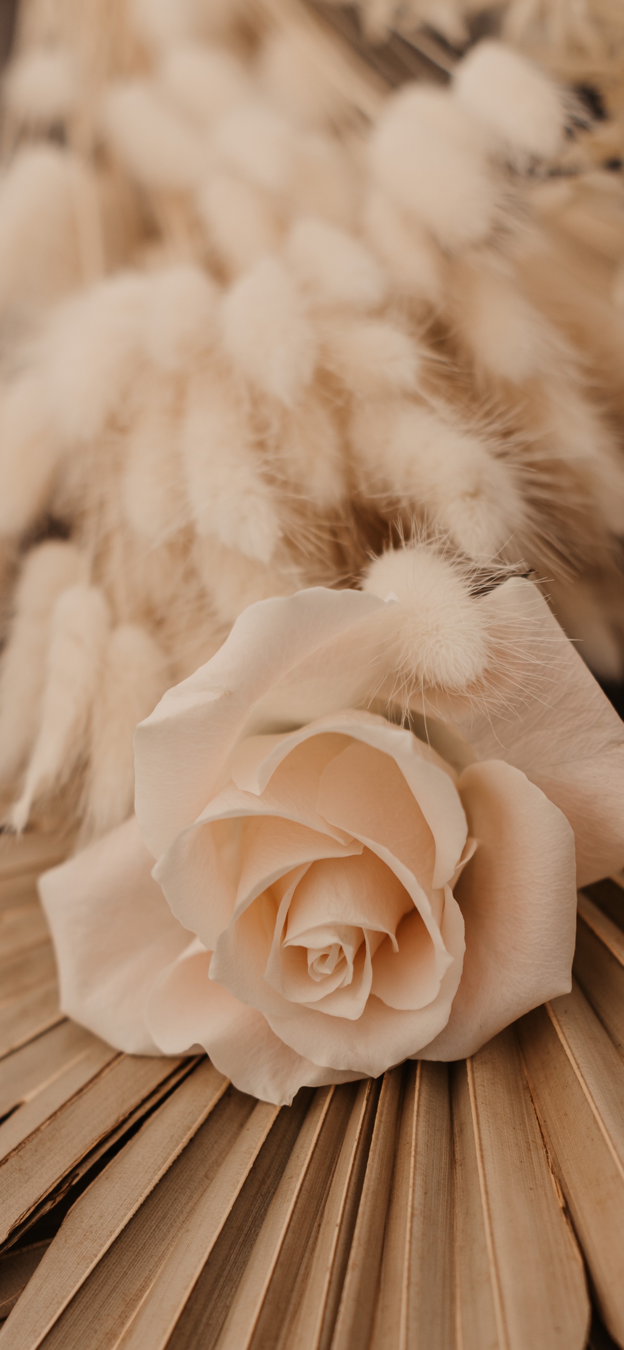 Weiße Rose Auf Braunem Holztisch. Wallpaper in 1242x2688 Resolution