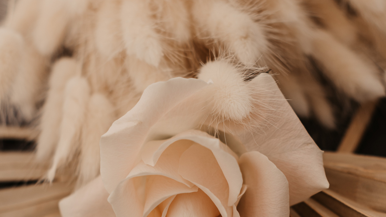 White Rose on Brown Wooden Table. Wallpaper in 1280x720 Resolution