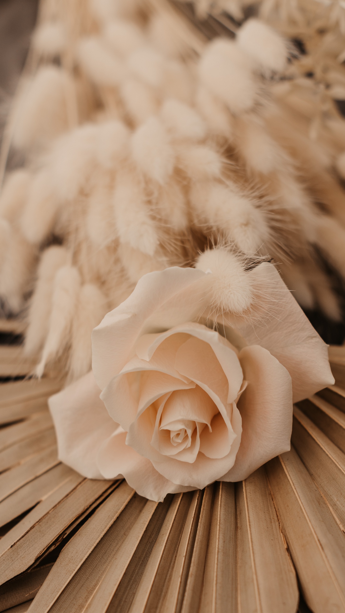 White Rose on Brown Wooden Table. Wallpaper in 1440x2560 Resolution