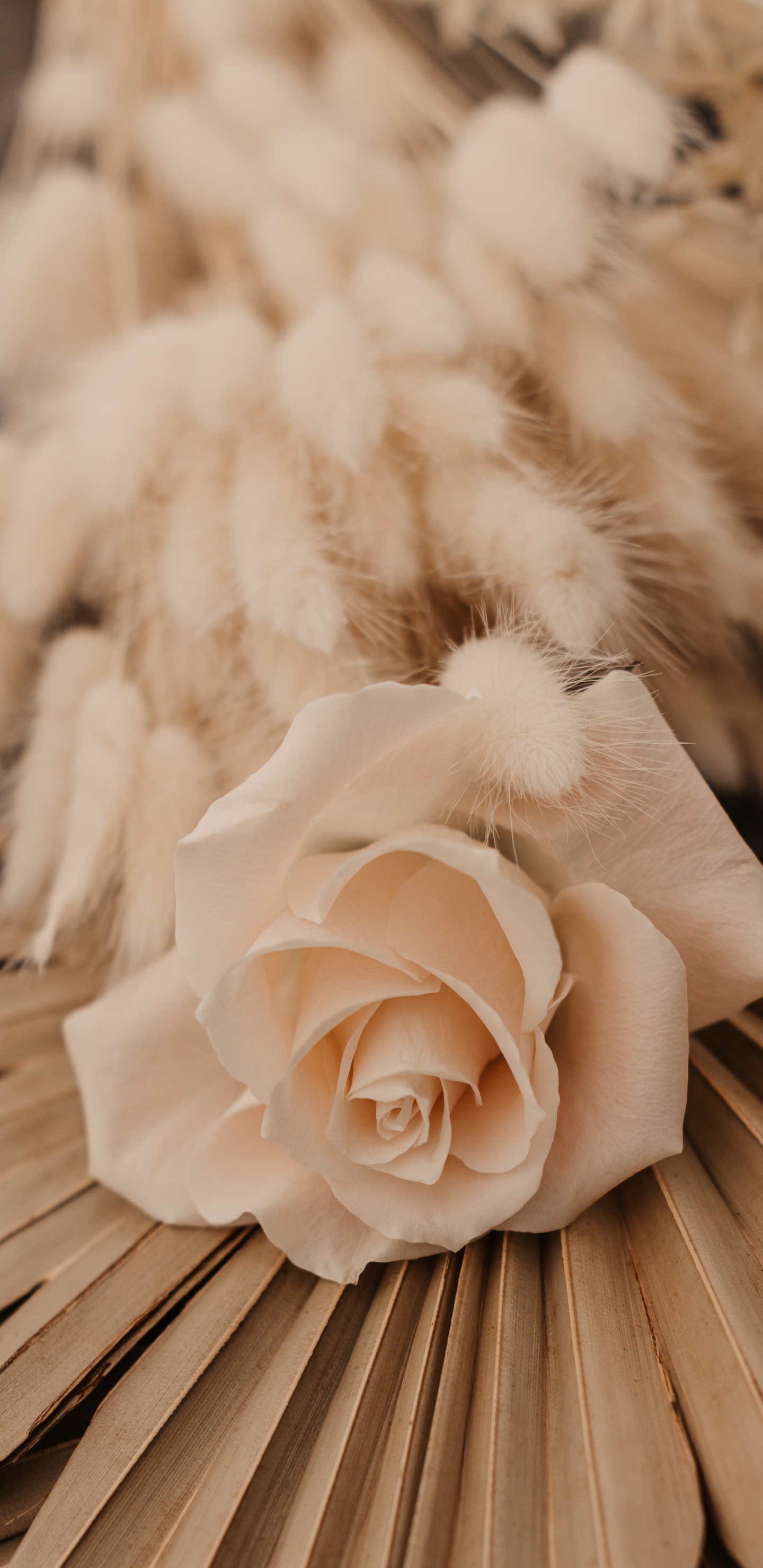 White Rose on Brown Wooden Table. Wallpaper in 1440x2960 Resolution