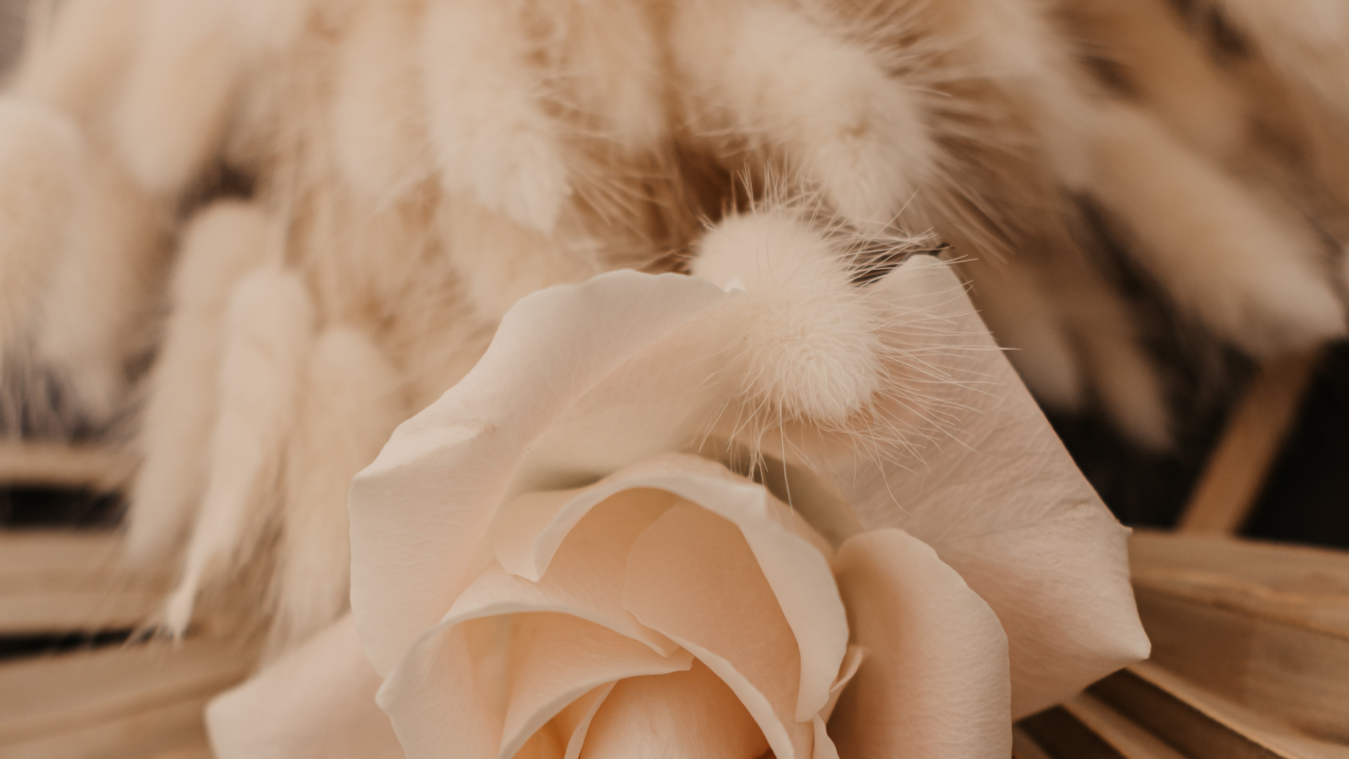White Rose on Brown Wooden Table. Wallpaper in 1920x1080 Resolution