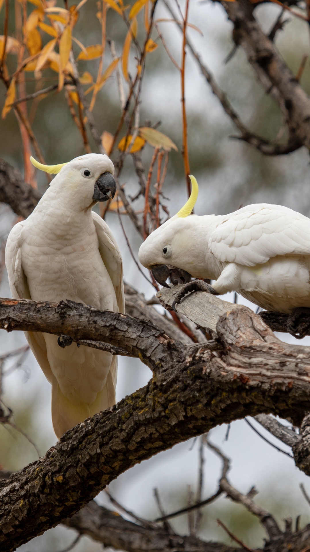 Pájaro Blanco en la Rama de un Árbol Marrón Durante el Día. Wallpaper in 1080x1920 Resolution