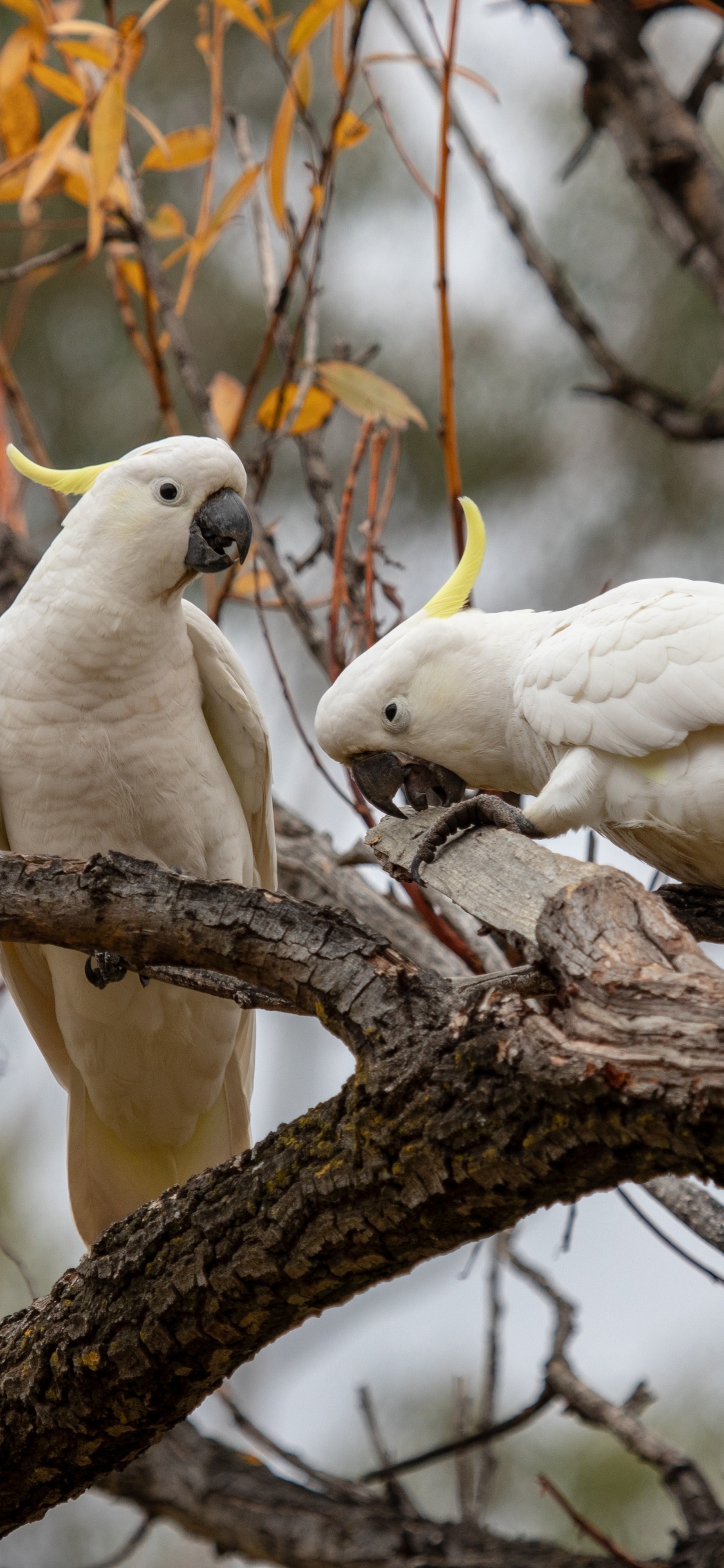 Pájaro Blanco en la Rama de un Árbol Marrón Durante el Día. Wallpaper in 1125x2436 Resolution