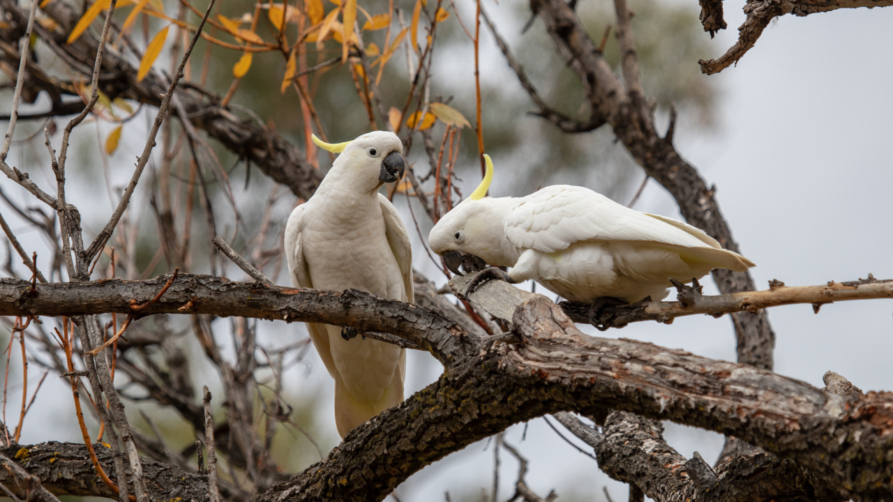 Pájaro Blanco en la Rama de un Árbol Marrón Durante el Día. Wallpaper in 1280x720 Resolution