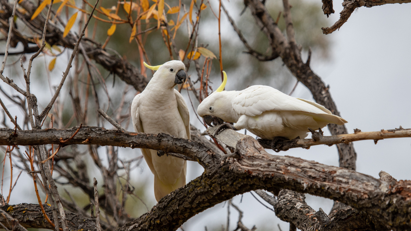 Pájaro Blanco en la Rama de un Árbol Marrón Durante el Día. Wallpaper in 1366x768 Resolution