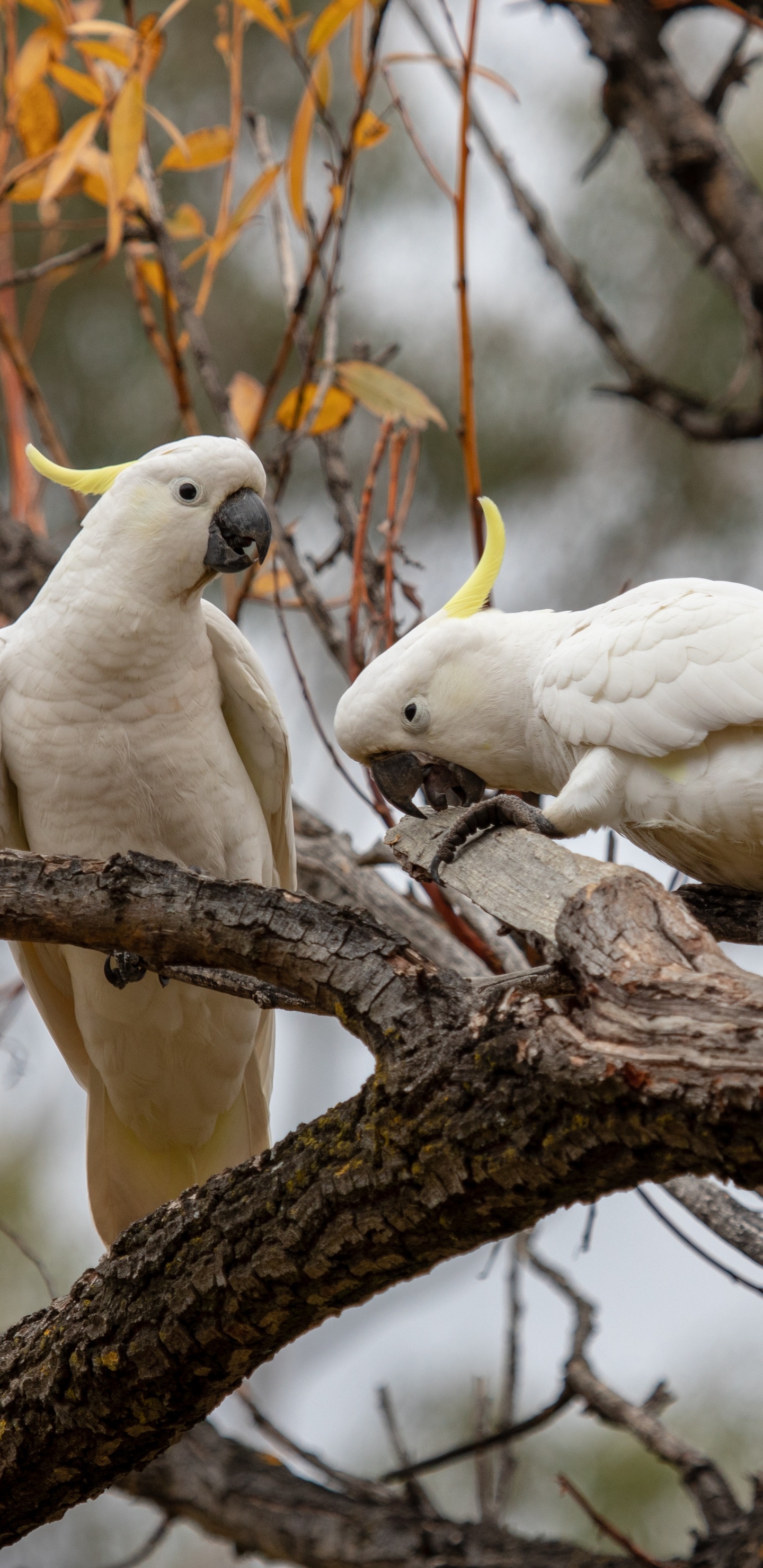 Pájaro Blanco en la Rama de un Árbol Marrón Durante el Día. Wallpaper in 1440x2960 Resolution