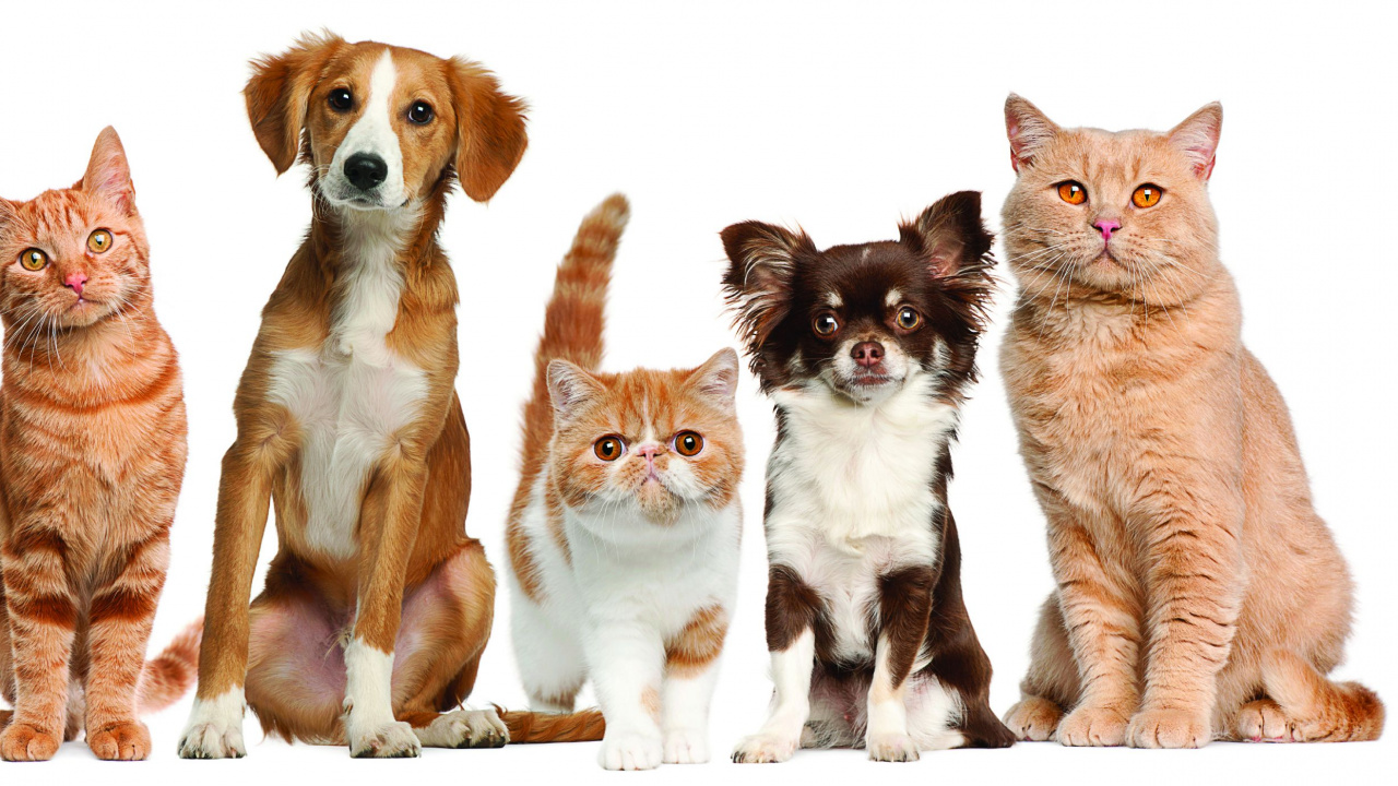 品种的狗, 小猫, 胡须, 猫粮, 伴侣的狗 壁纸 1280x720 允许