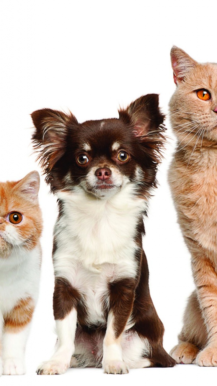 品种的狗, 小猫, 胡须, 猫粮, 伴侣的狗 壁纸 720x1280 允许