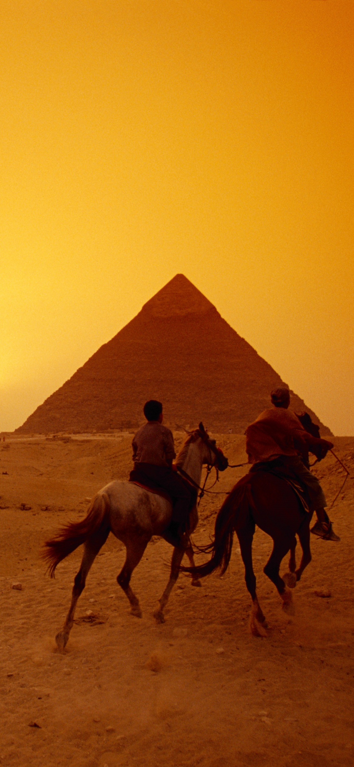 阿拉伯骆驼, 金字塔, 沙, 撒哈拉, 生态区 壁纸 1125x2436 允许