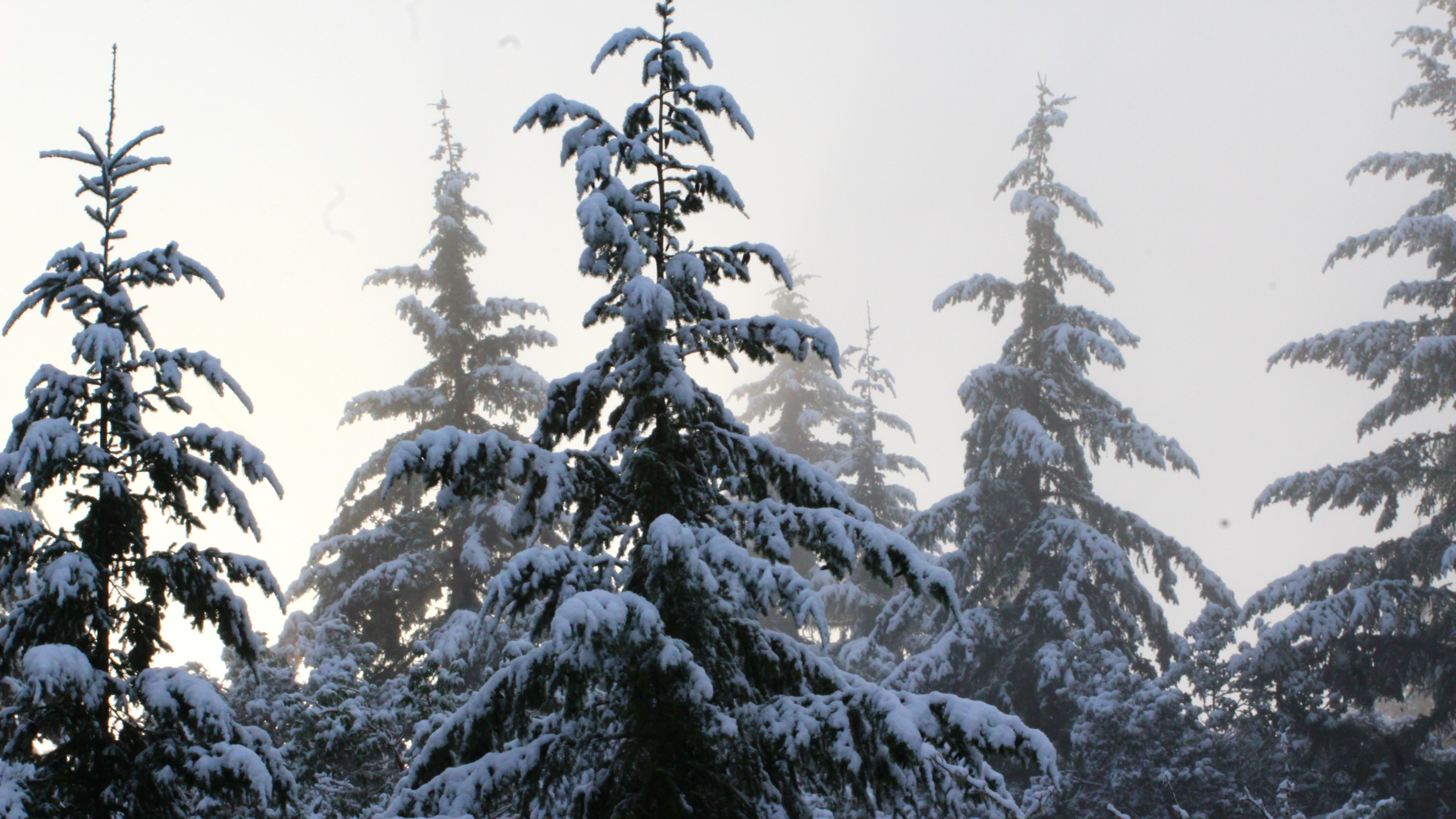 Snow Covered Pine Trees During Daytime. Wallpaper in 2560x1440 Resolution