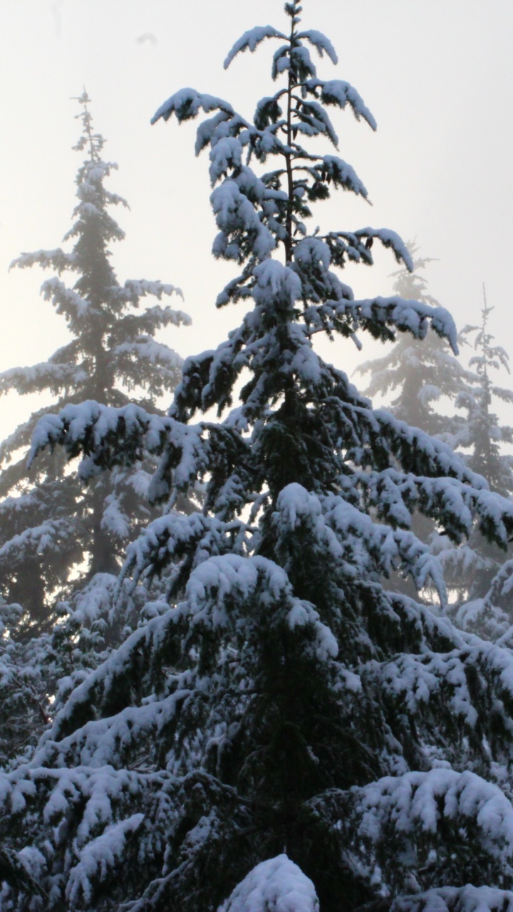 Snow Covered Pine Trees During Daytime. Wallpaper in 720x1280 Resolution