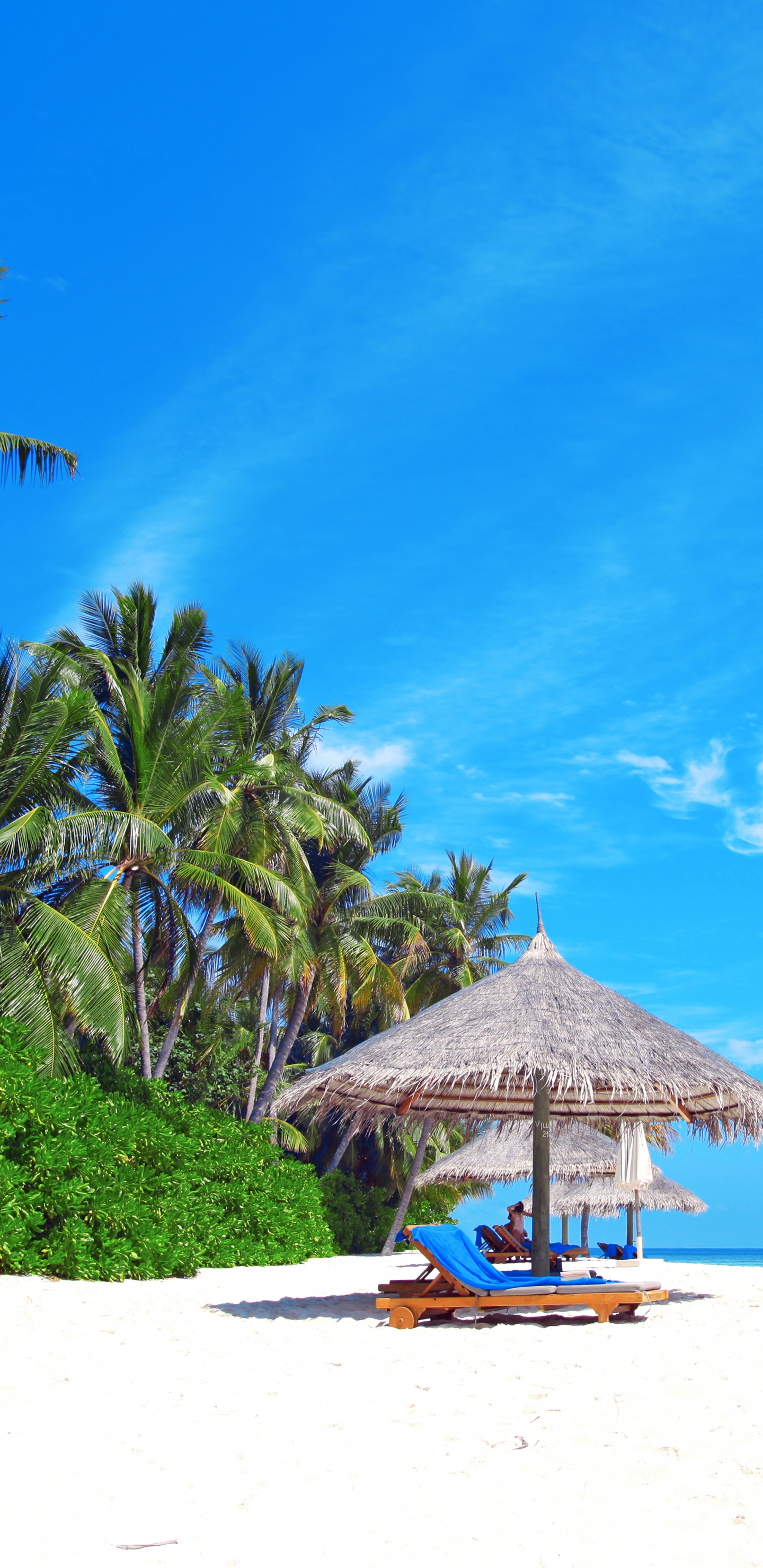 Maison de Plage en Bois Marron Près de Palmiers Sous Ciel Bleu Pendant la Journée. Wallpaper in 1440x2960 Resolution
