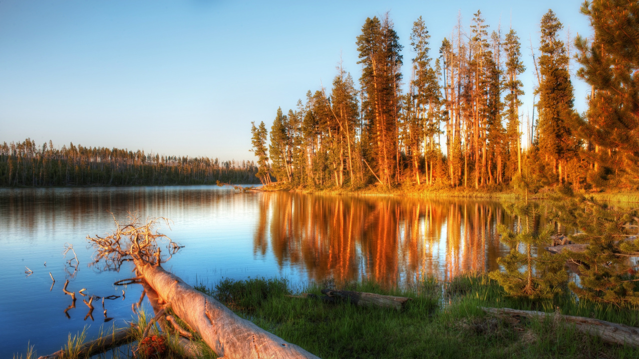 Brown Tree Trunk on Lake Side During Daytime. Wallpaper in 1280x720 Resolution