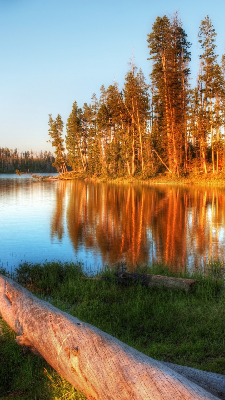 Brown Tree Trunk on Lake Side During Daytime. Wallpaper in 720x1280 Resolution