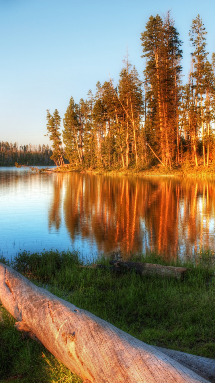 Brown Tree Trunk on Lake Side During Daytime. Wallpaper in 750x1334 Resolution