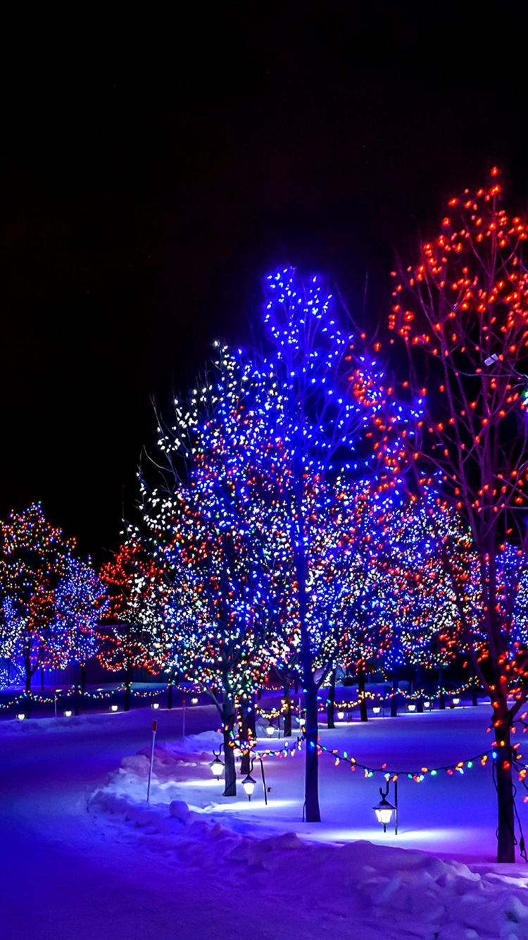 圣诞彩灯, 光, 性质, 冬天, 紫色的 壁纸 750x1334 允许