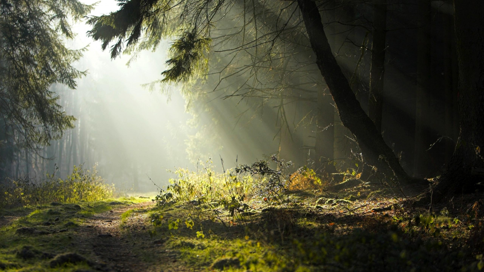 Hierba Verde y Árboles Durante el Día. Wallpaper in 1920x1080 Resolution