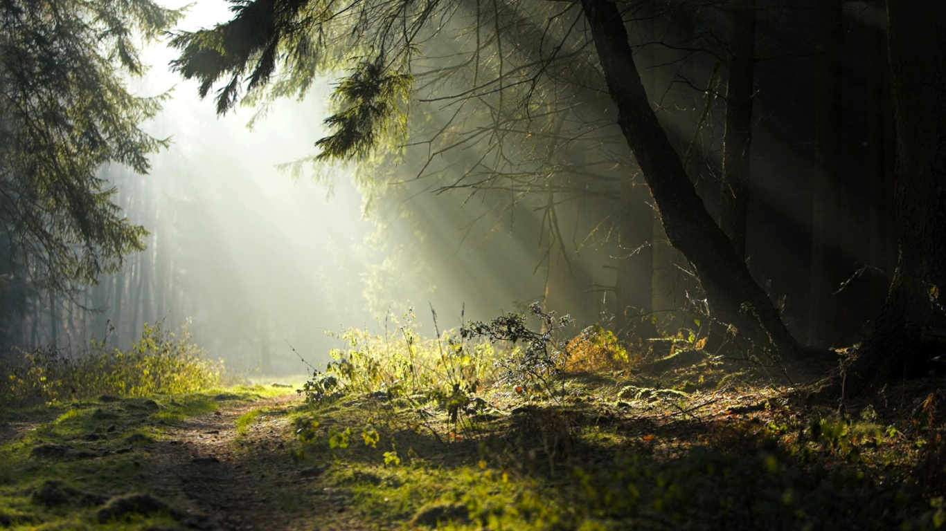 Herbe Verte et Arbres Pendant la Journée. Wallpaper in 1366x768 Resolution