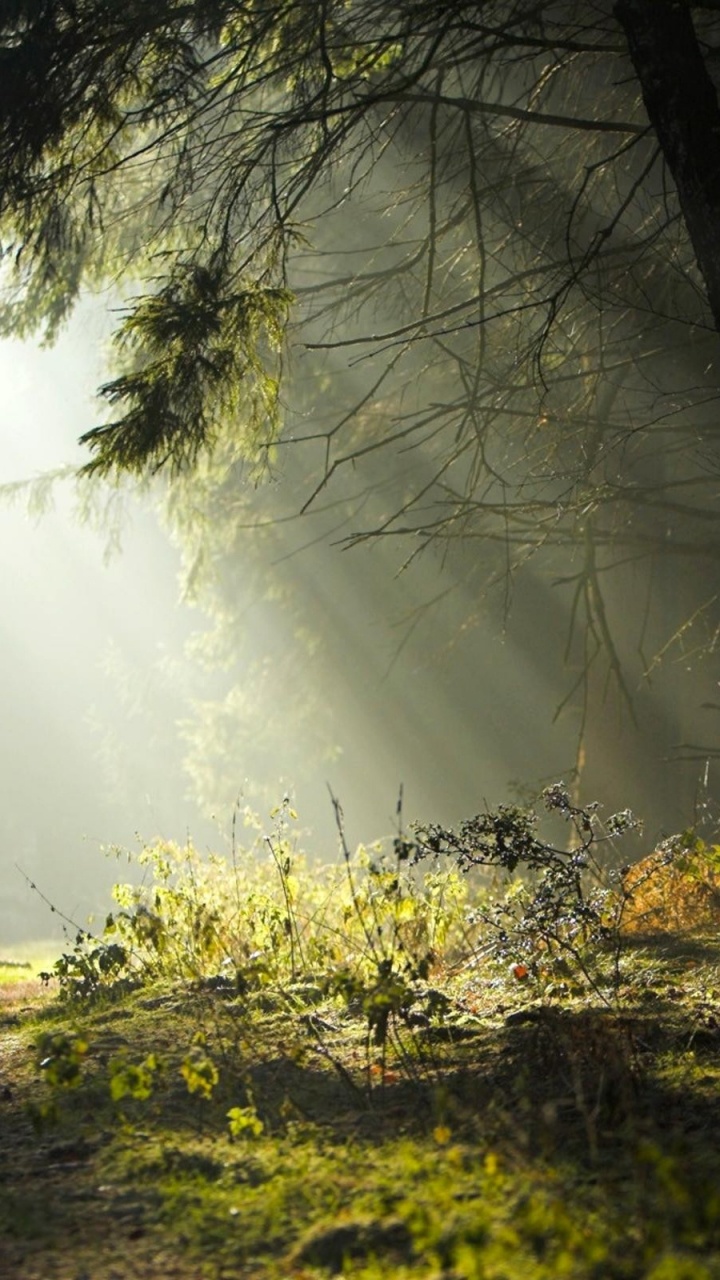 Herbe Verte et Arbres Pendant la Journée. Wallpaper in 720x1280 Resolution