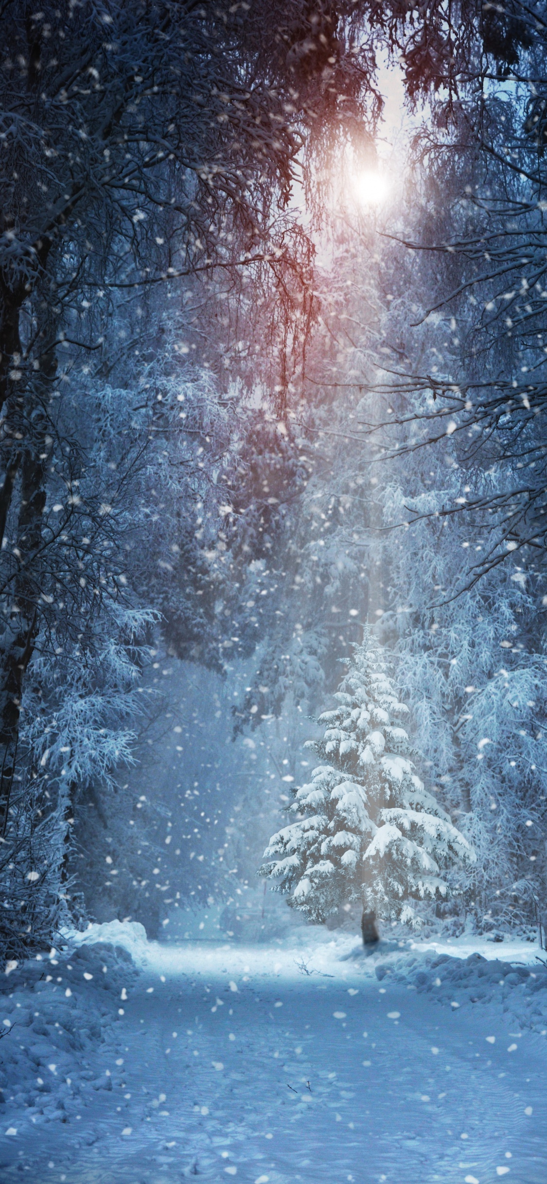 Snow Covered Trees During Daytime. Wallpaper in 1125x2436 Resolution