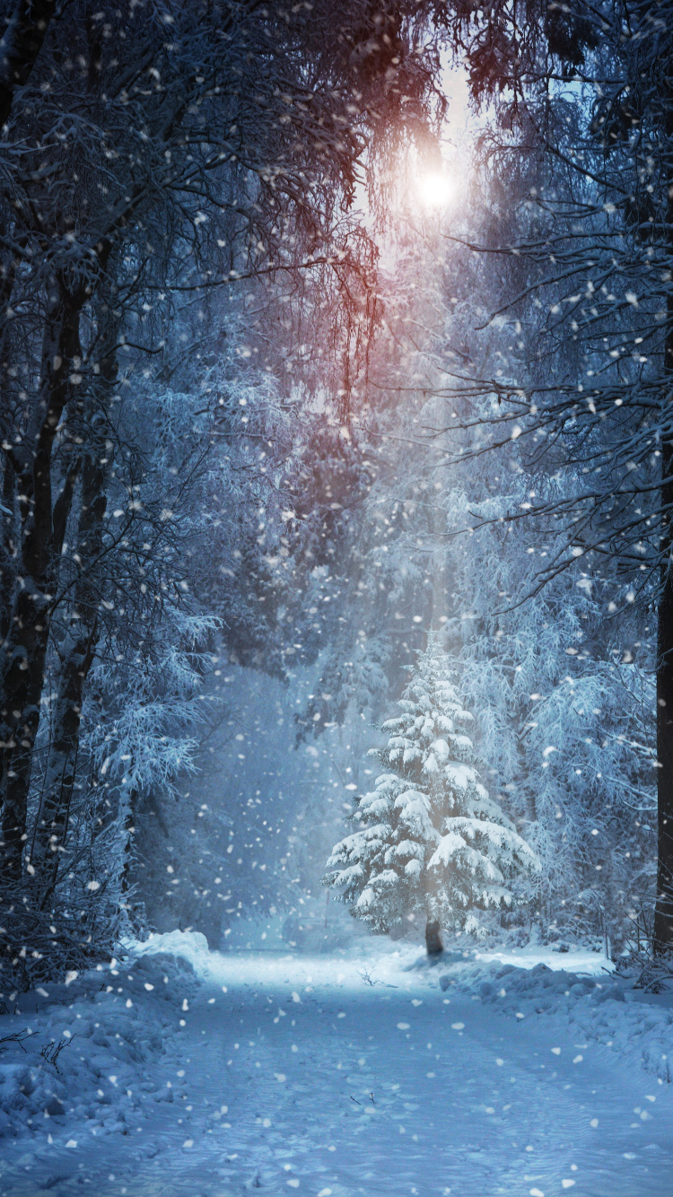 Snow Covered Trees During Daytime. Wallpaper in 750x1334 Resolution