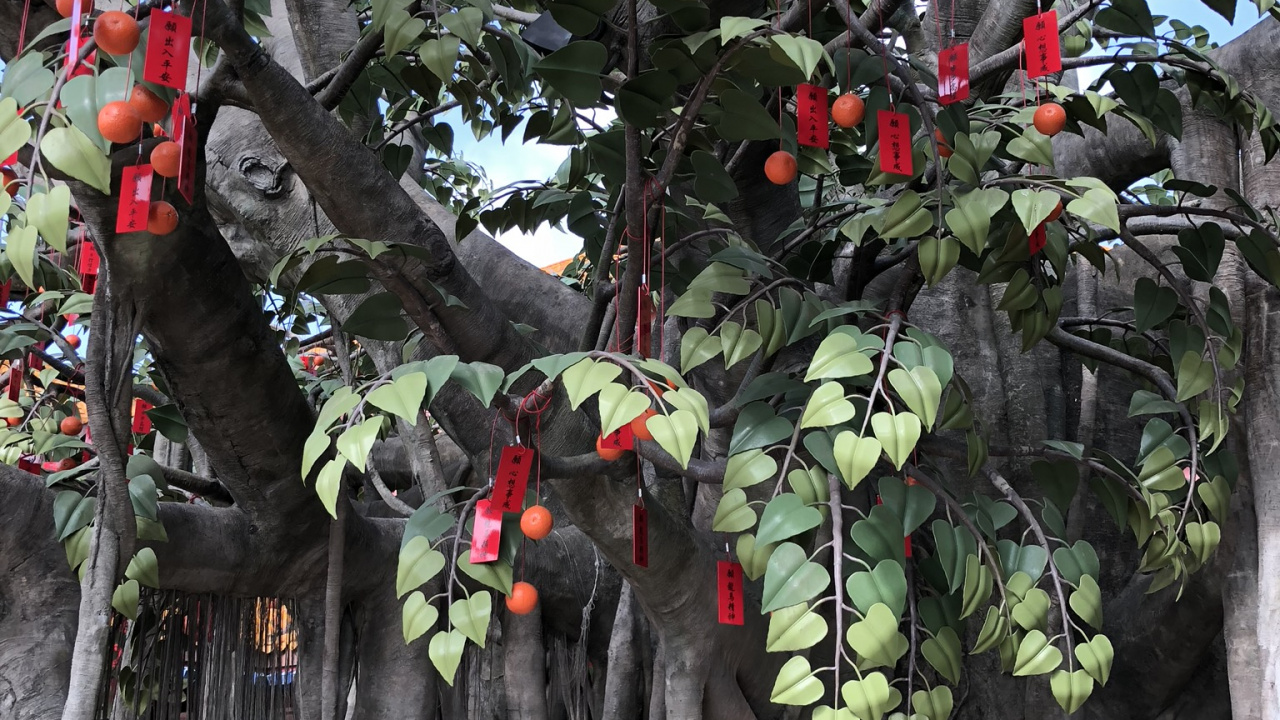 Plantes Ligneuses, Les Fruits de L'arbre, Produit, Rameau, Fruits. Wallpaper in 1280x720 Resolution