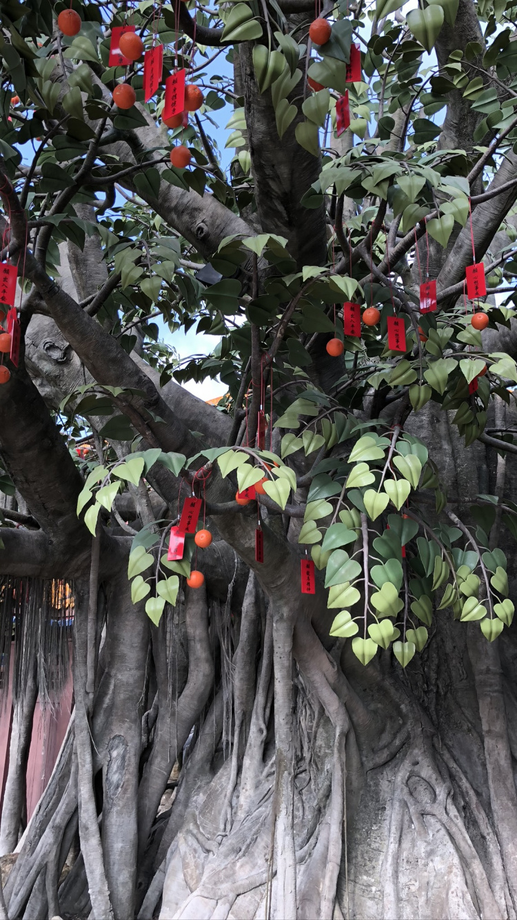 Plantes Ligneuses, Les Fruits de L'arbre, Produit, Rameau, Fruits. Wallpaper in 750x1334 Resolution