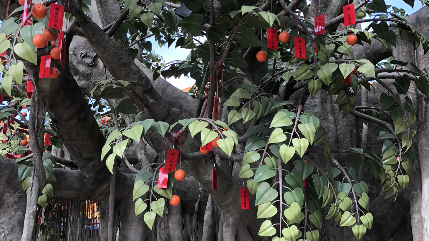 Sucursal, Planta Leñosa, Árbol de la Fruta, Producir, Ramita. Wallpaper in 1366x768 Resolution
