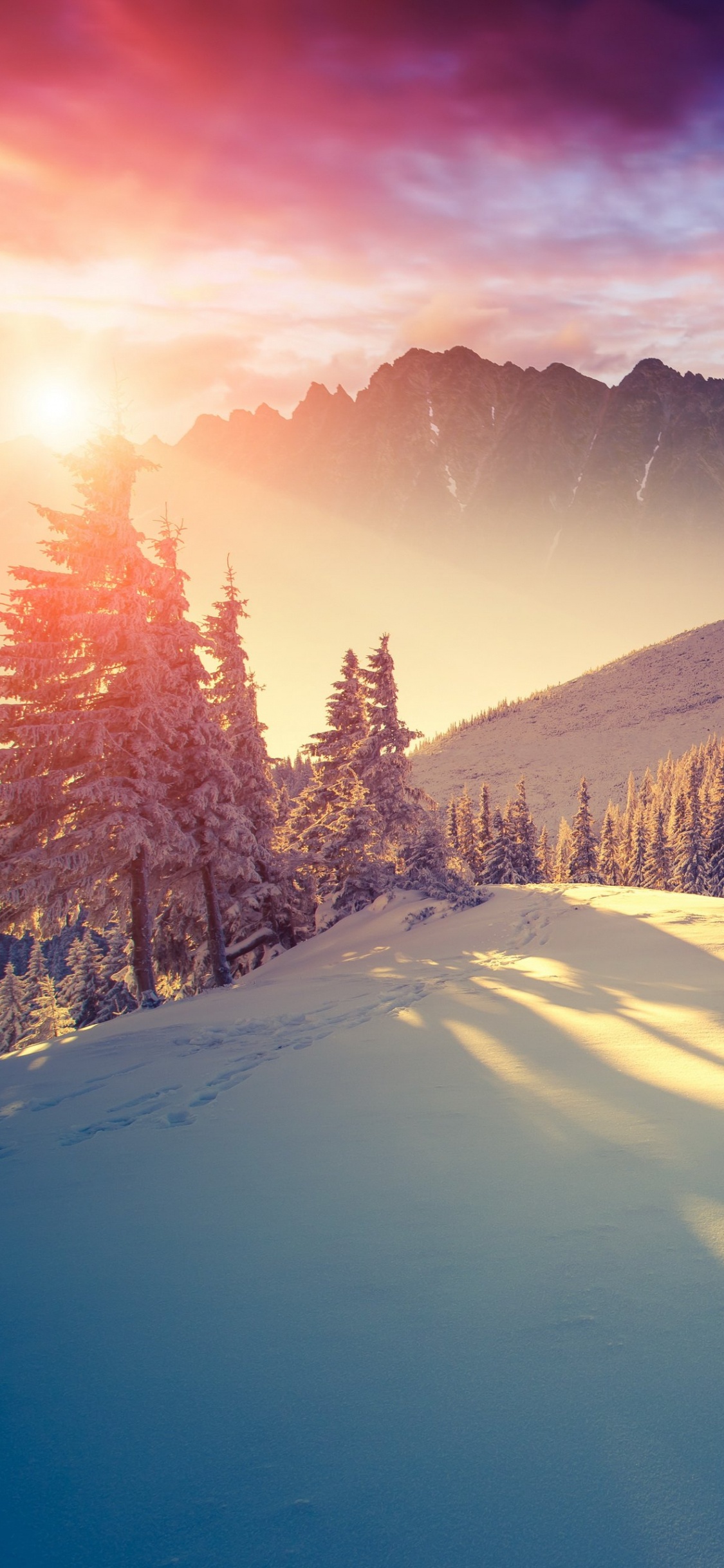 Schneebedecktes Feld Mit Pinien Und Bergen in Der Ferne. Wallpaper in 1125x2436 Resolution