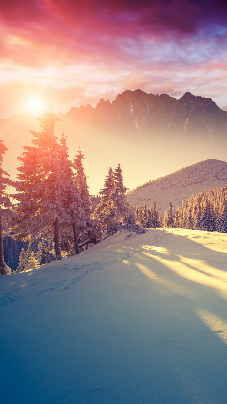 Schneebedecktes Feld Mit Pinien Und Bergen in Der Ferne. Wallpaper in 750x1334 Resolution