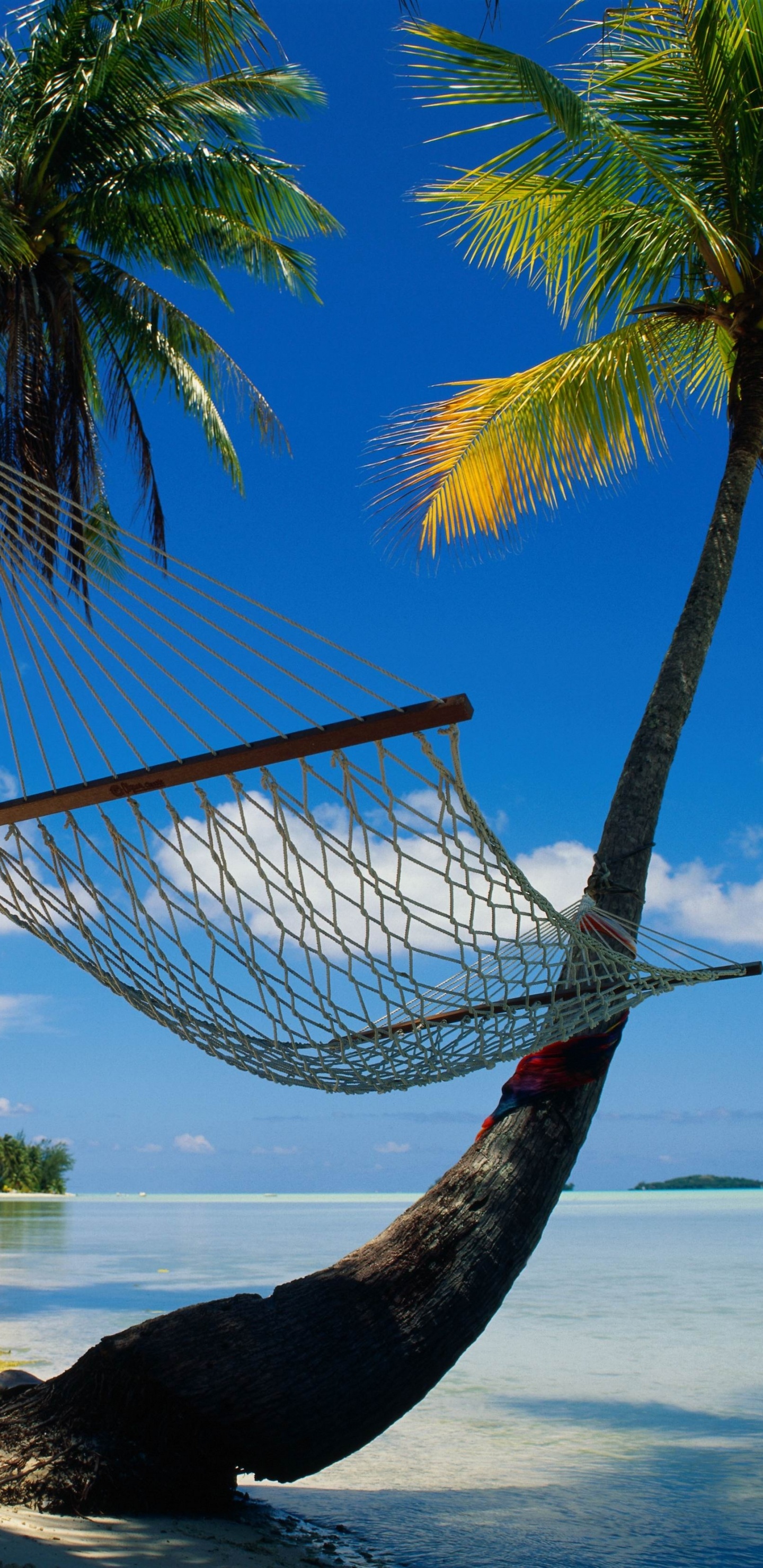 Hamaca Marrón Colgada de Una Palmera Cerca Del Mar Durante el Día. Wallpaper in 1440x2960 Resolution