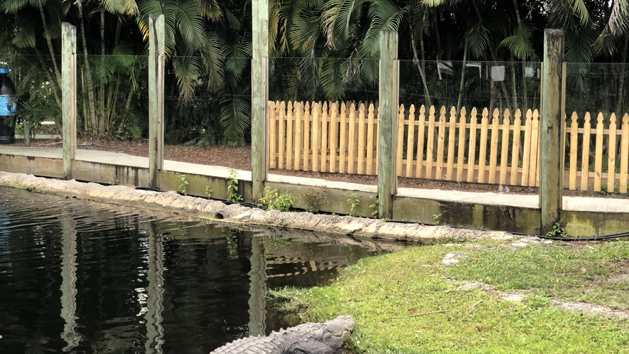 Crocodile, Reflection, Water, Palm Trees, Science. Wallpaper in 1280x720 Resolution