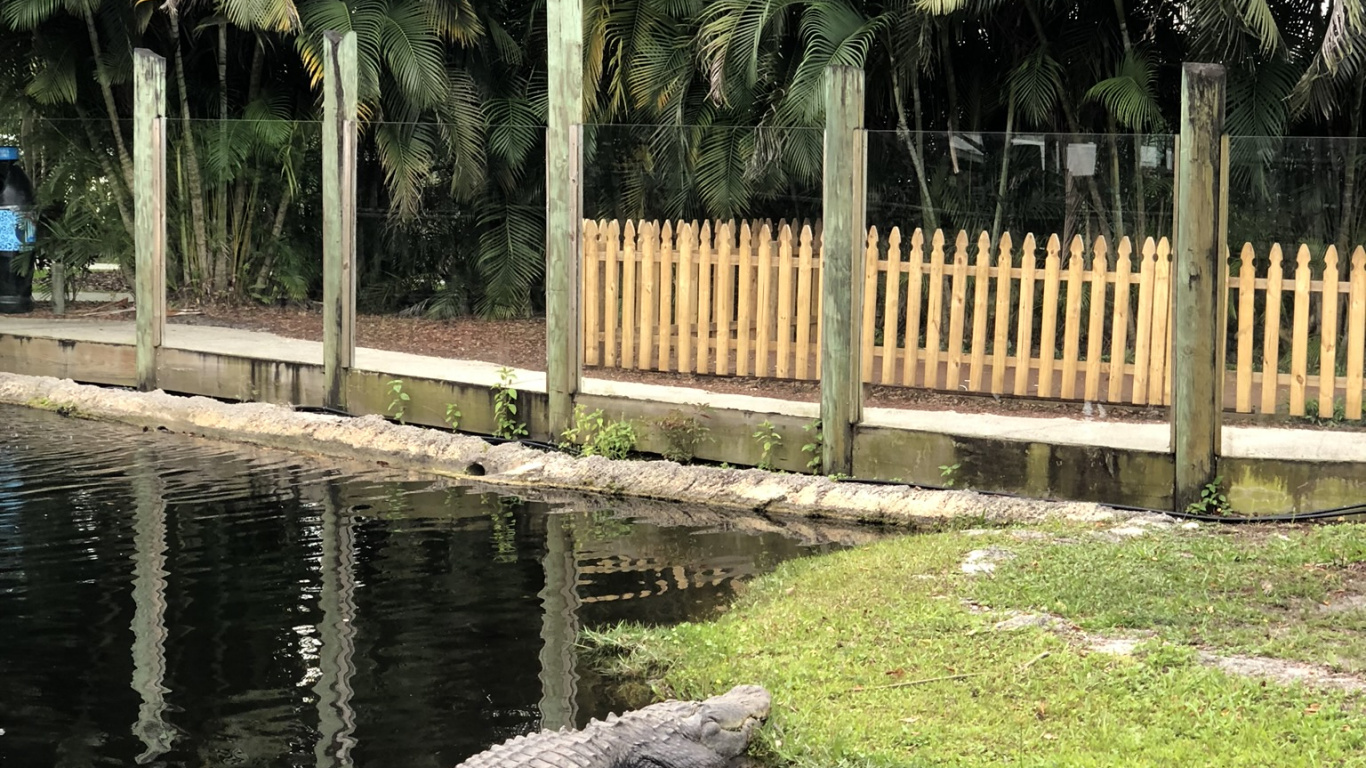 Crocodile, Reflection, Water, Palm Trees, Science. Wallpaper in 1366x768 Resolution
