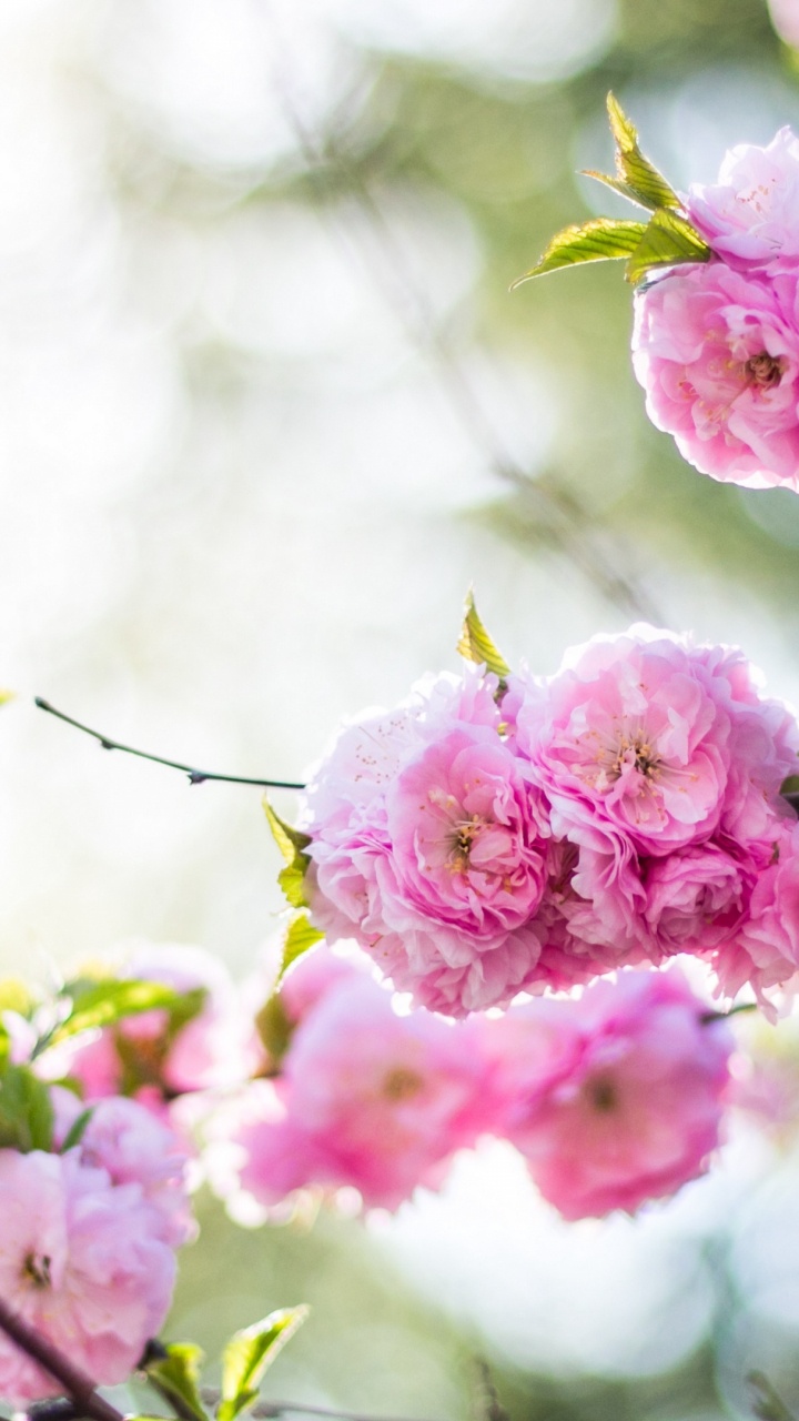 Blühende Pflanze, Botanik, Blütenblatt, Zweig, Branch. Wallpaper in 720x1280 Resolution