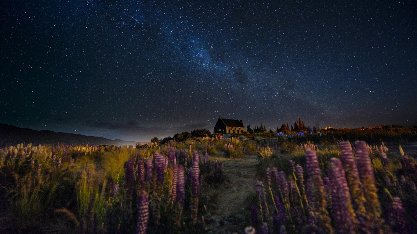 Green Trees Under Starry Night. Wallpaper in 1366x768 Resolution