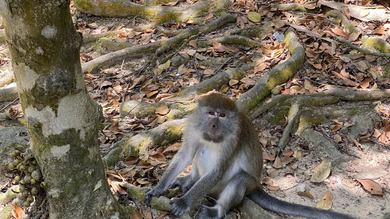 Macaques, Old World Monkeys, Branch, Daytime, Natural Environment. Wallpaper in 1366x768 Resolution