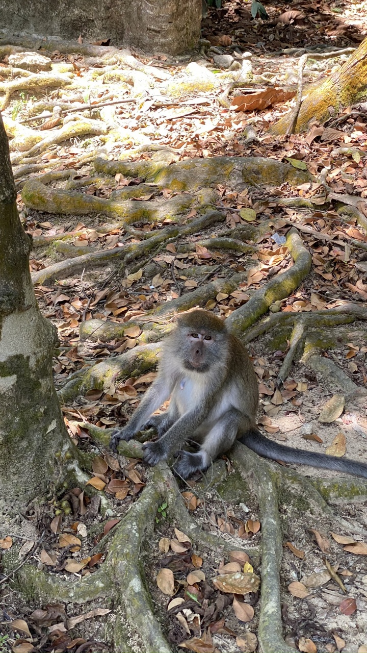 Macaques, Old World Monkeys, Branch, Daytime, Natural Environment. Wallpaper in 720x1280 Resolution