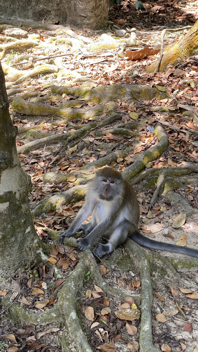 Macaques, Old World Monkeys, Branch, Daytime, Natural Environment. Wallpaper in 750x1334 Resolution