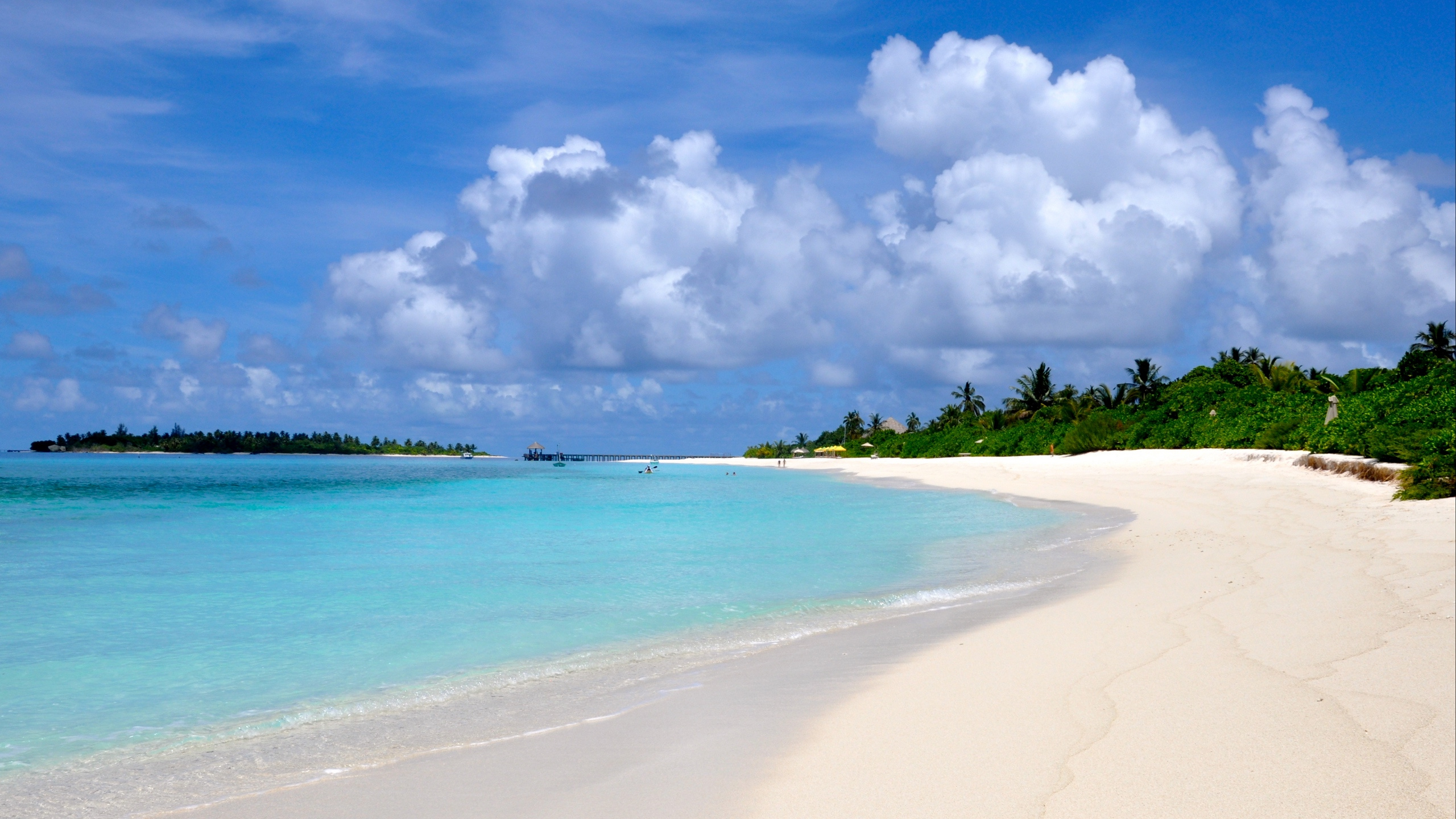 Arbres Verts Sur la Plage de Sable Blanc Pendant la Journée. Wallpaper in 2560x1440 Resolution