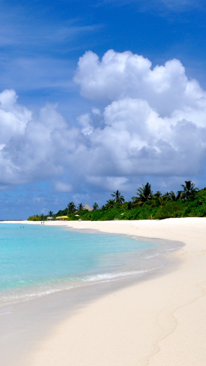 Green Trees on White Sand Beach During Daytime. Wallpaper in 720x1280 Resolution