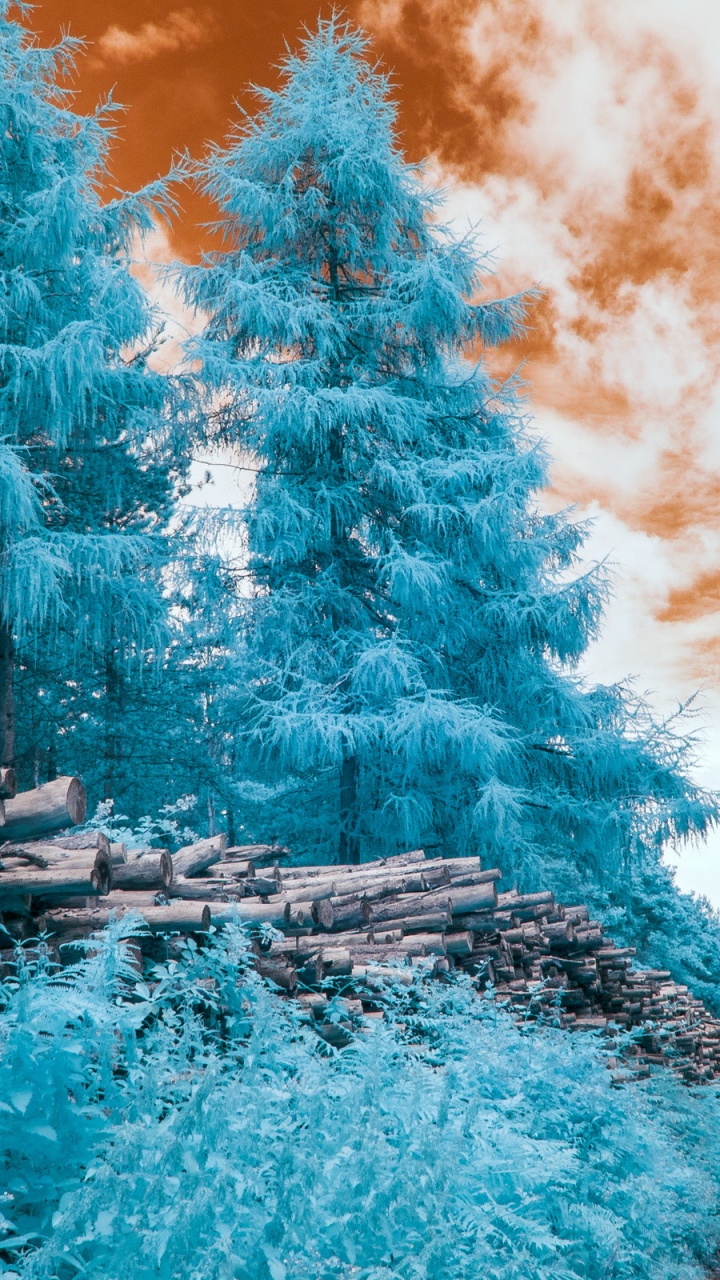 Green Trees Covered With Snow Under Blue Sky. Wallpaper in 720x1280 Resolution