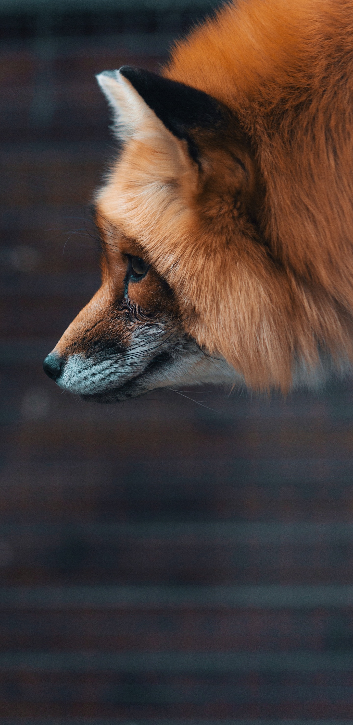Brown Fox in Tilt Shift Lens. Wallpaper in 1440x2960 Resolution