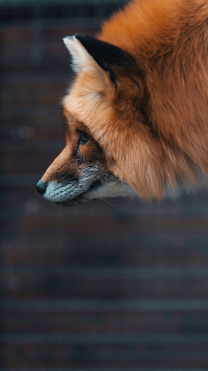 Brown Fox in Tilt Shift Lens. Wallpaper in 720x1280 Resolution