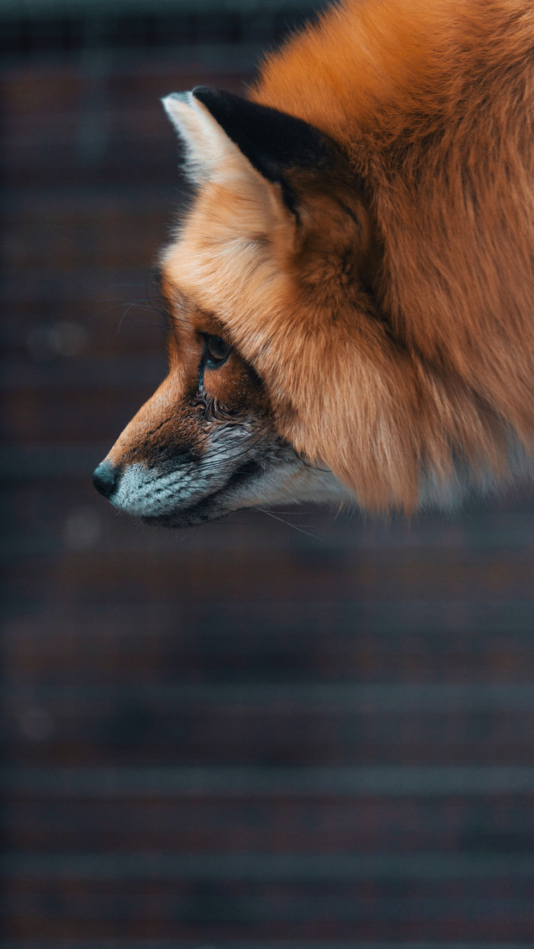 Brown Fox in Tilt Shift Lens. Wallpaper in 750x1334 Resolution
