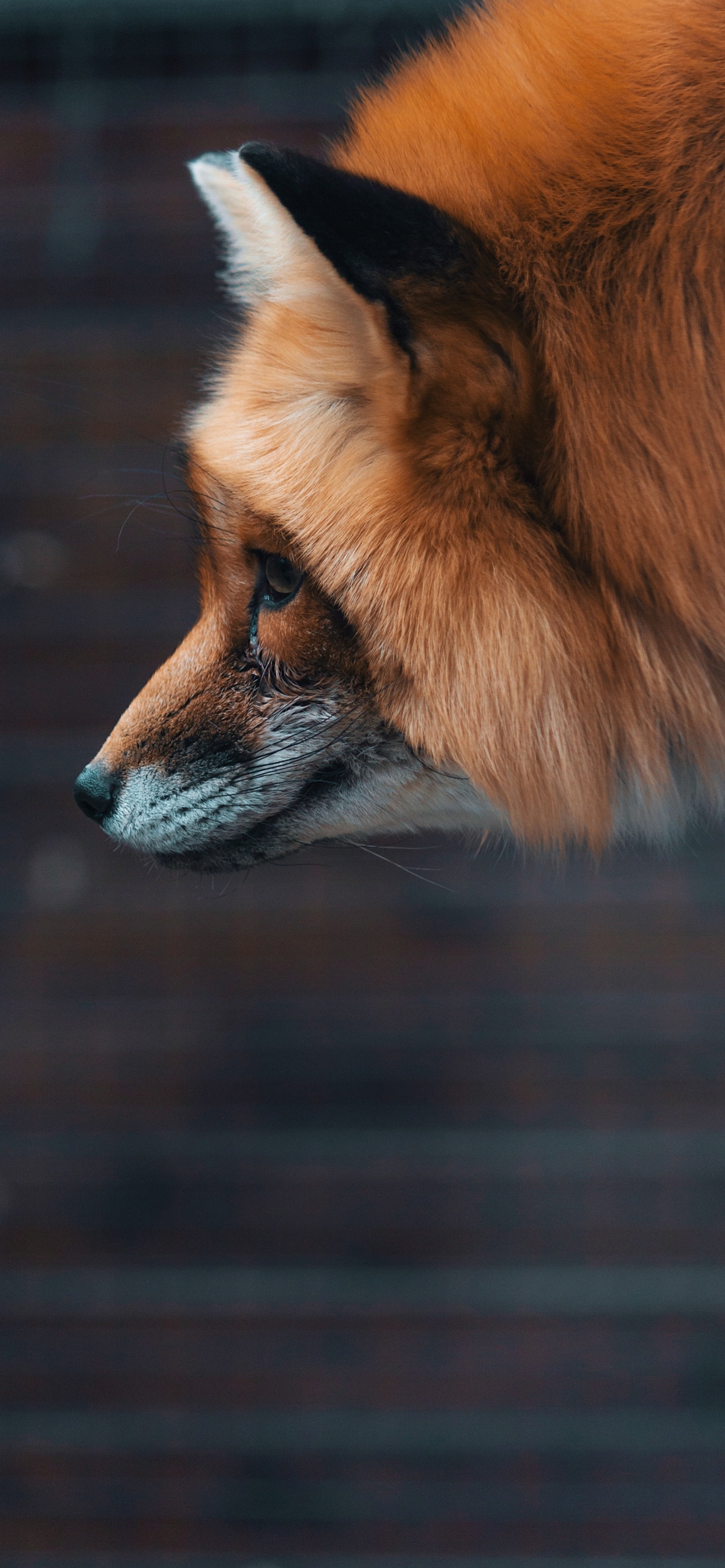 Renard Brun Dans un Objectif à Basculement. Wallpaper in 1242x2688 Resolution