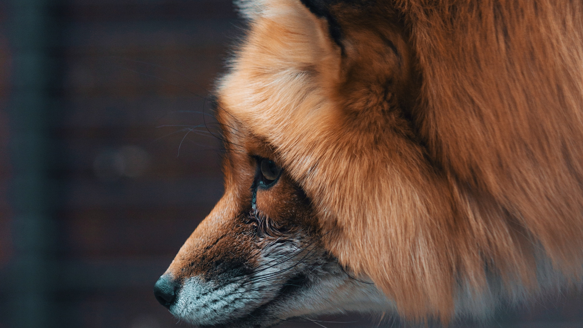 Brauner Fuchs im Tilt-Shift-Objektiv. Wallpaper in 1920x1080 Resolution