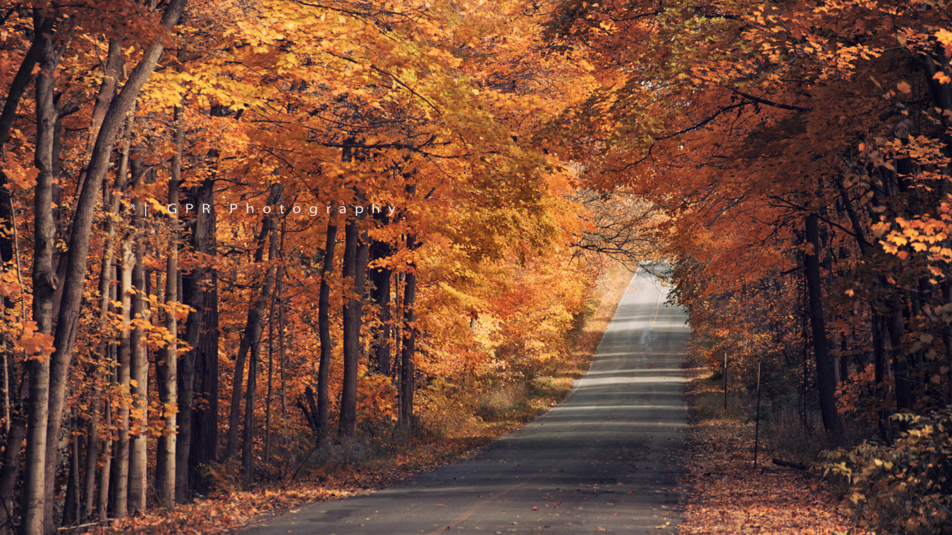 Gray Concrete Road in Between Brown Trees. Wallpaper in 1366x768 Resolution
