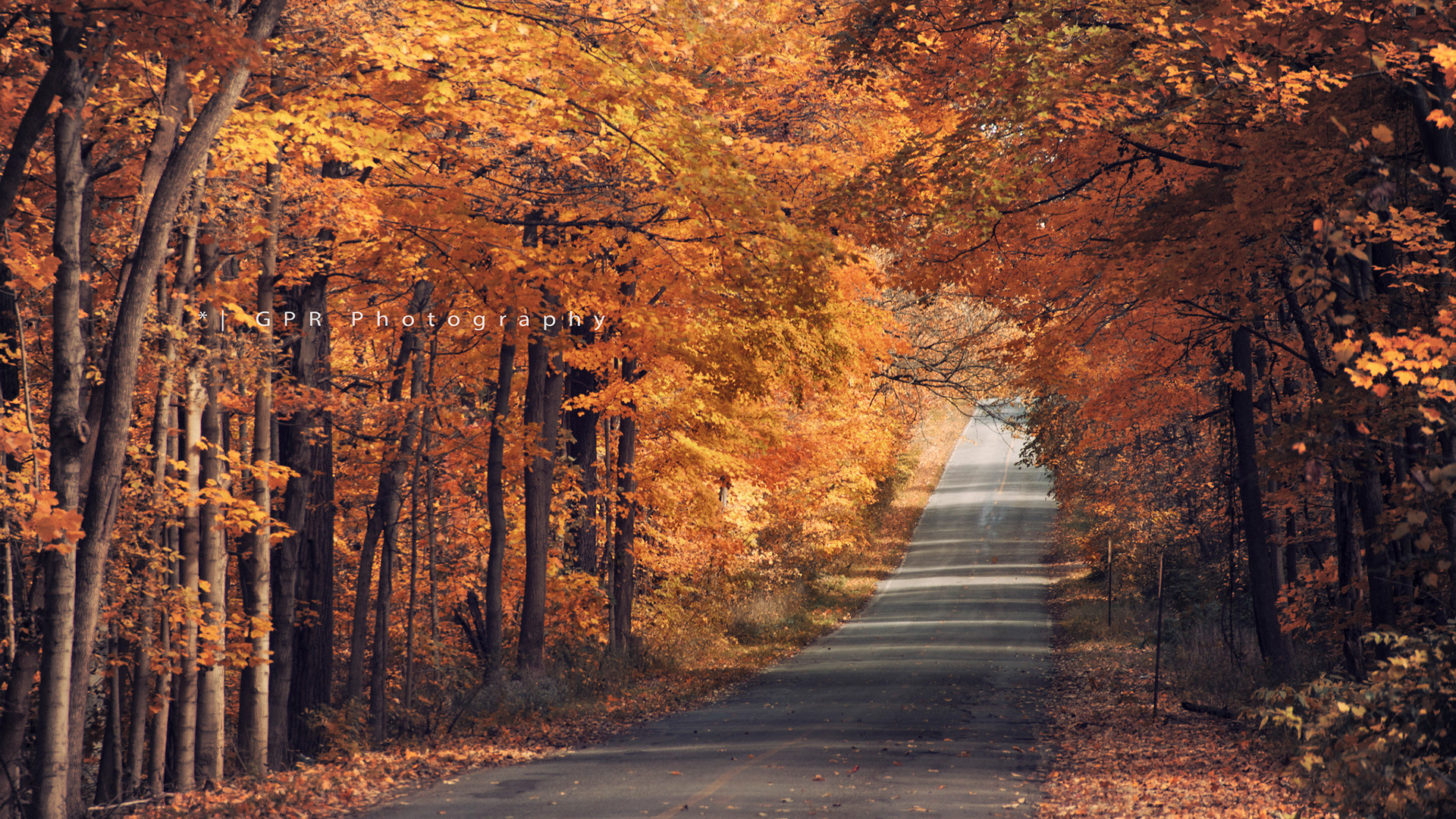 Gray Concrete Road in Between Brown Trees. Wallpaper in 1920x1080 Resolution