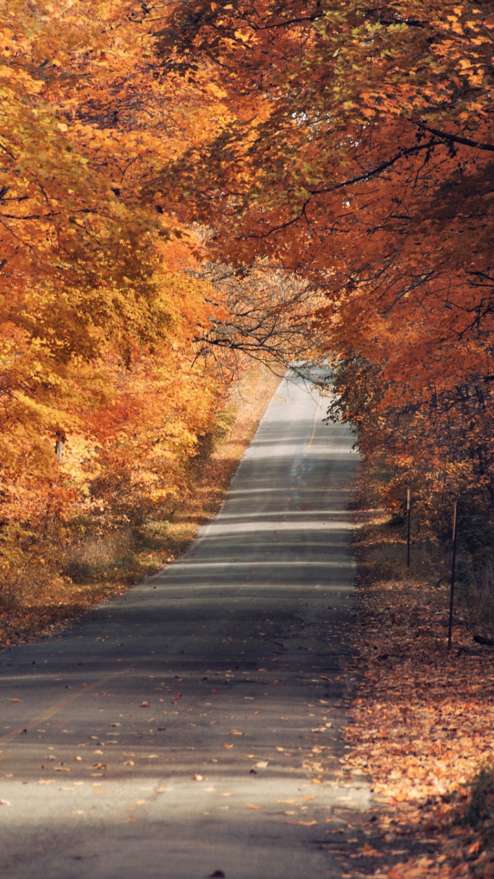 Gray Concrete Road in Between Brown Trees. Wallpaper in 720x1280 Resolution